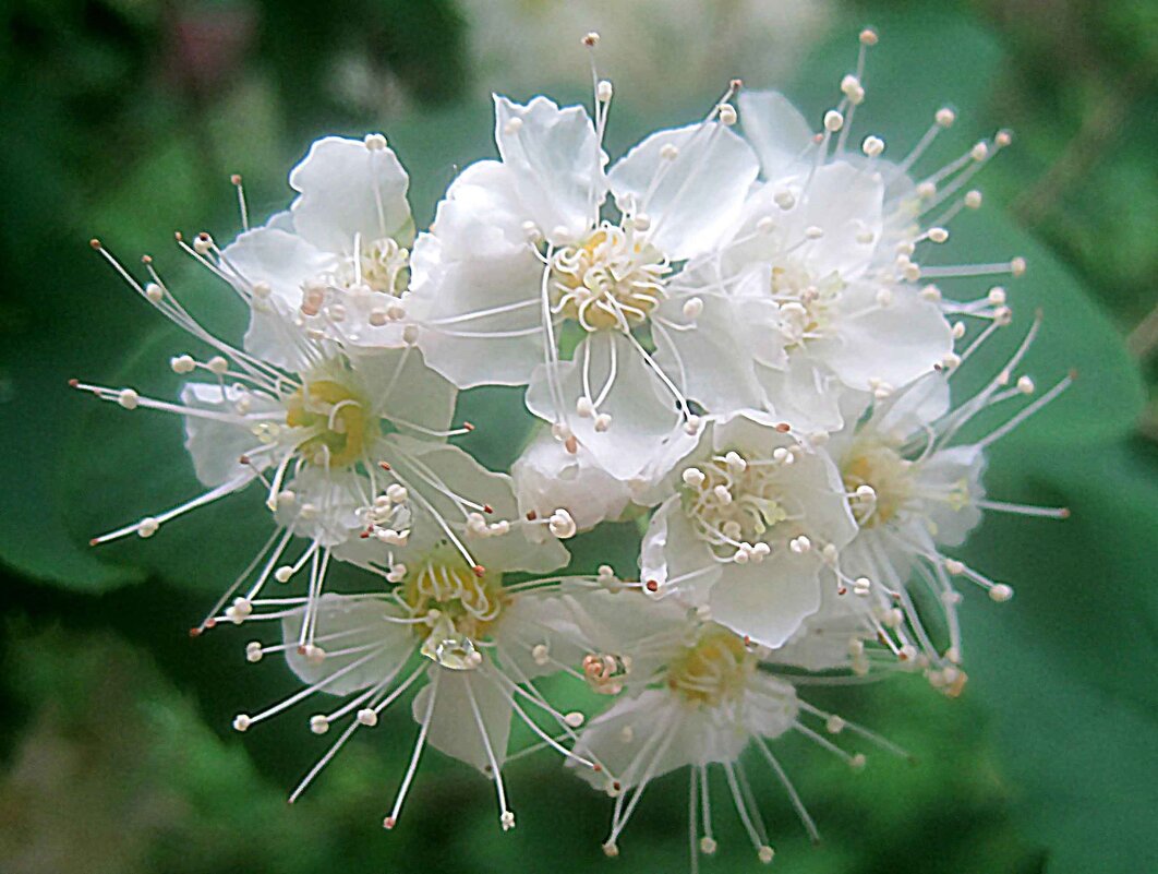 Cпирея - Елена Семигина Cпирея - Елена Семигина