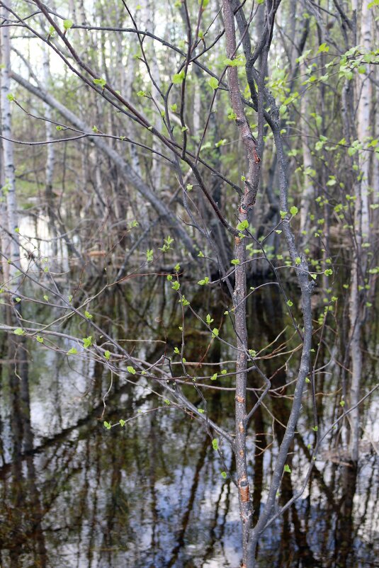 Начало лета - Ольга 