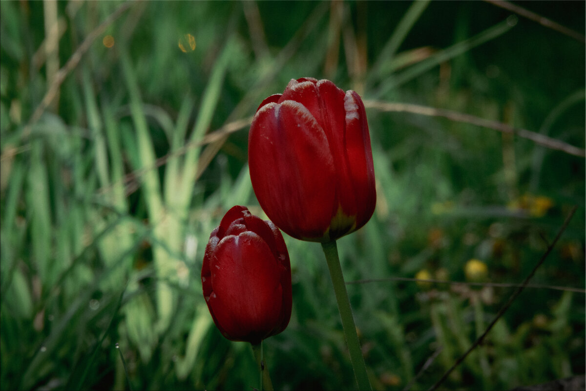 * - Nikolai 888 * - Nikolai 888