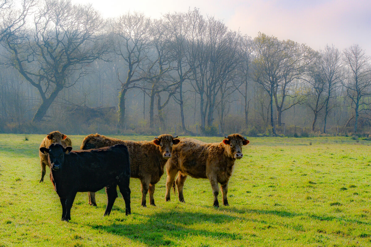 На поле - Георгий А На поле - Георгий А