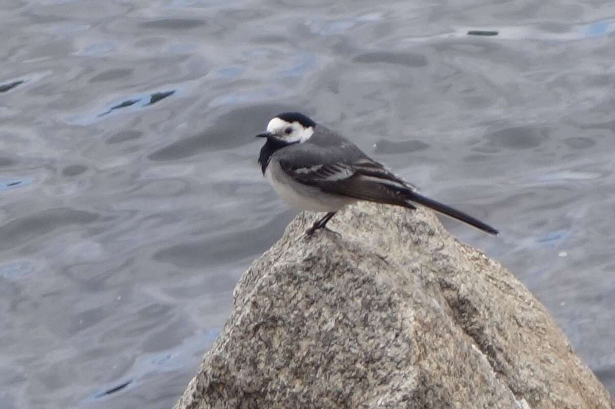 Трясогузка - Рита Симонова