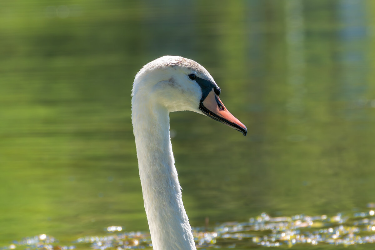 Портрет - Игорь Сикорский