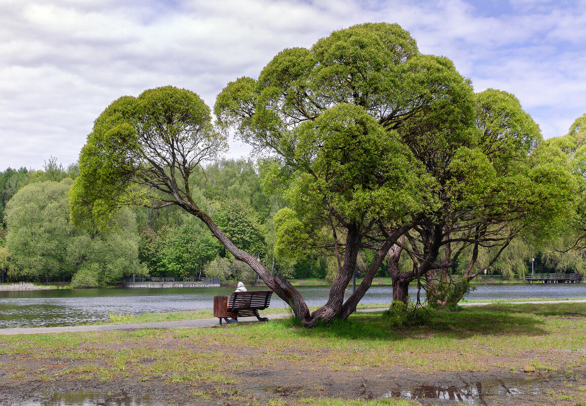 У пруда - Серый У пруда - Серый