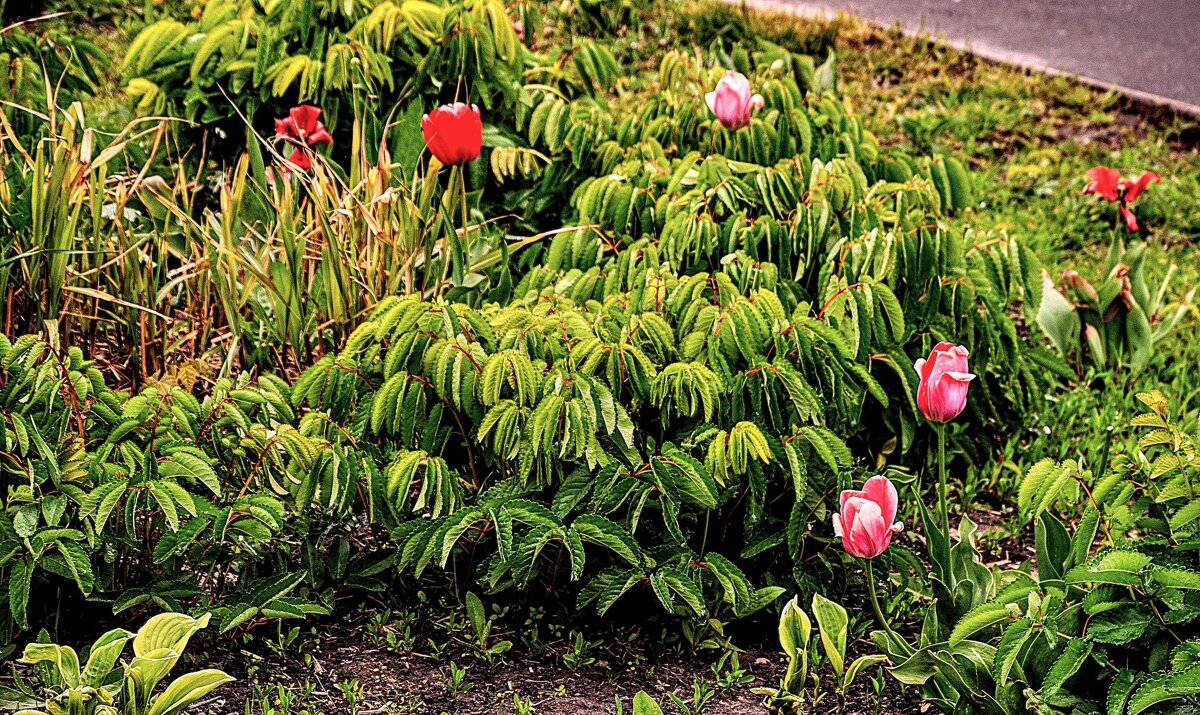 Дизайнерская клумба... - Анатолий Колосов