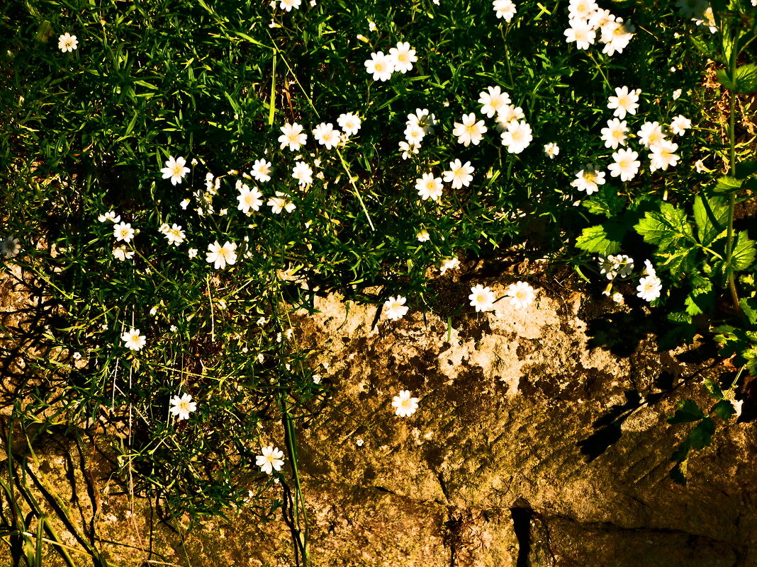 Весенние зарисовки 138 - Алексей Кузнецов