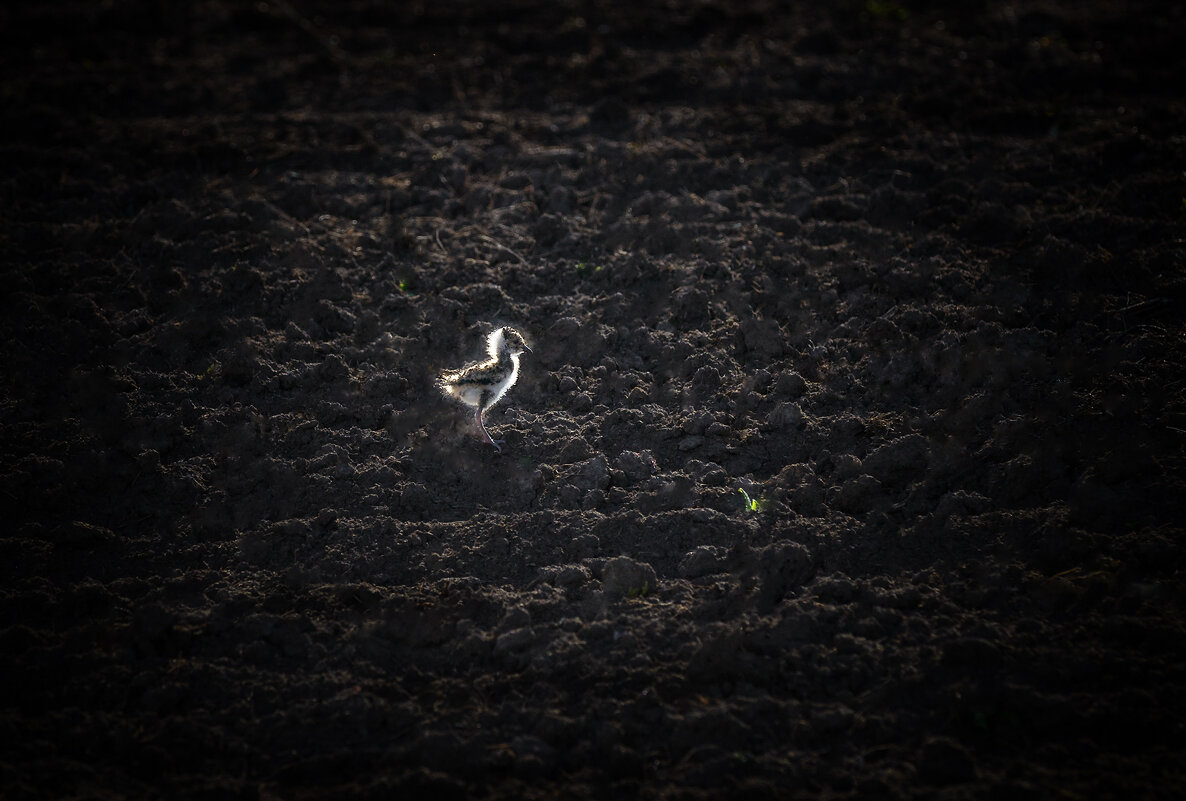 Птенчик... - Влад Никишин