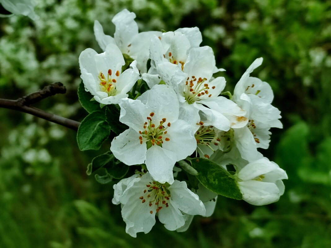 Яблоня - Валентина Богатко Яблоня - Валентина Богатко