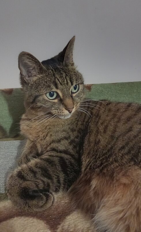 Лапочка Фенечка - Екатерина Филипенко