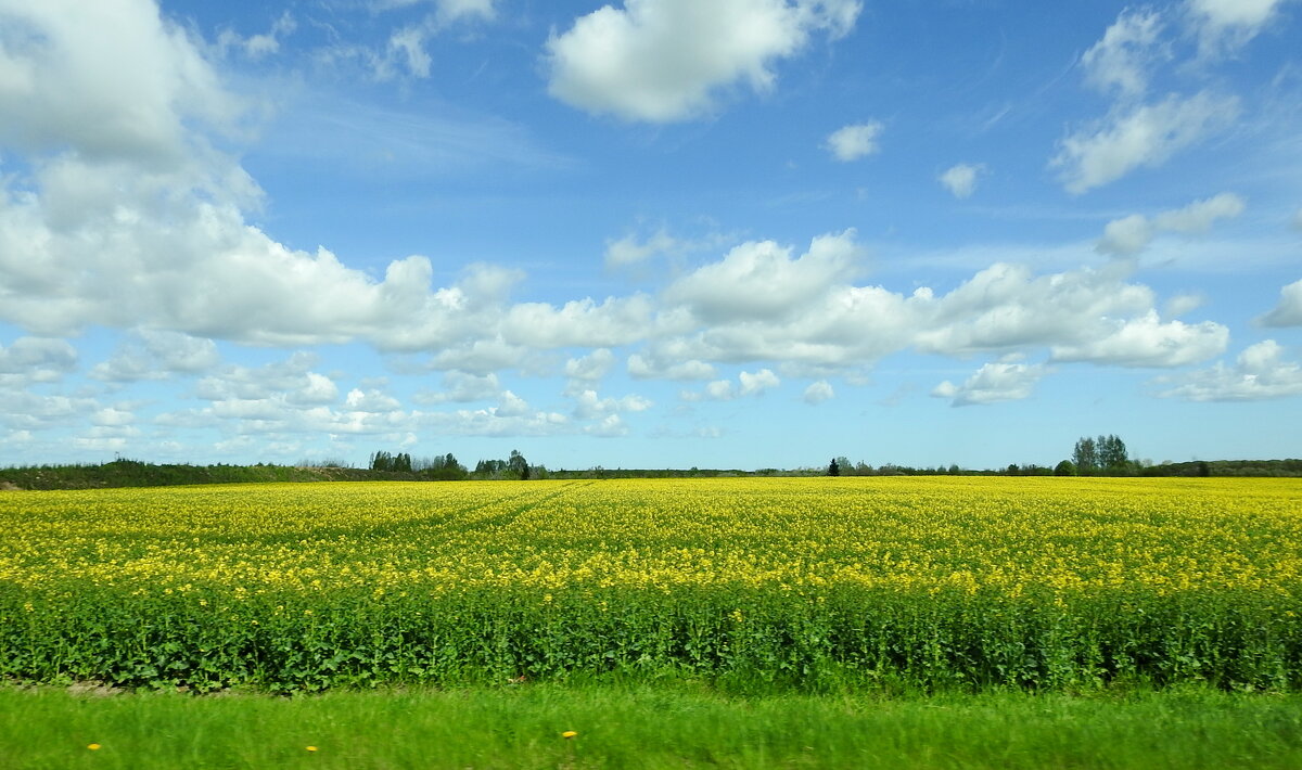 весна - ИННА ПОРОХОВА весна - ИННА ПОРОХОВА