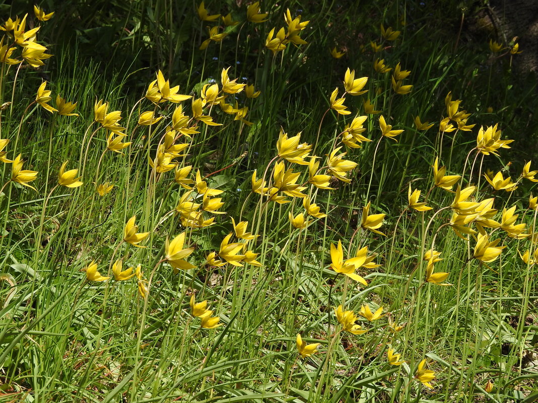 весна - ИННА ПОРОХОВА весна - ИННА ПОРОХОВА