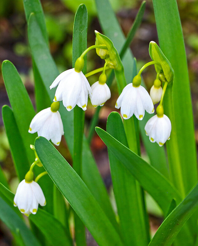 Белоцветник весенний - Светлана 