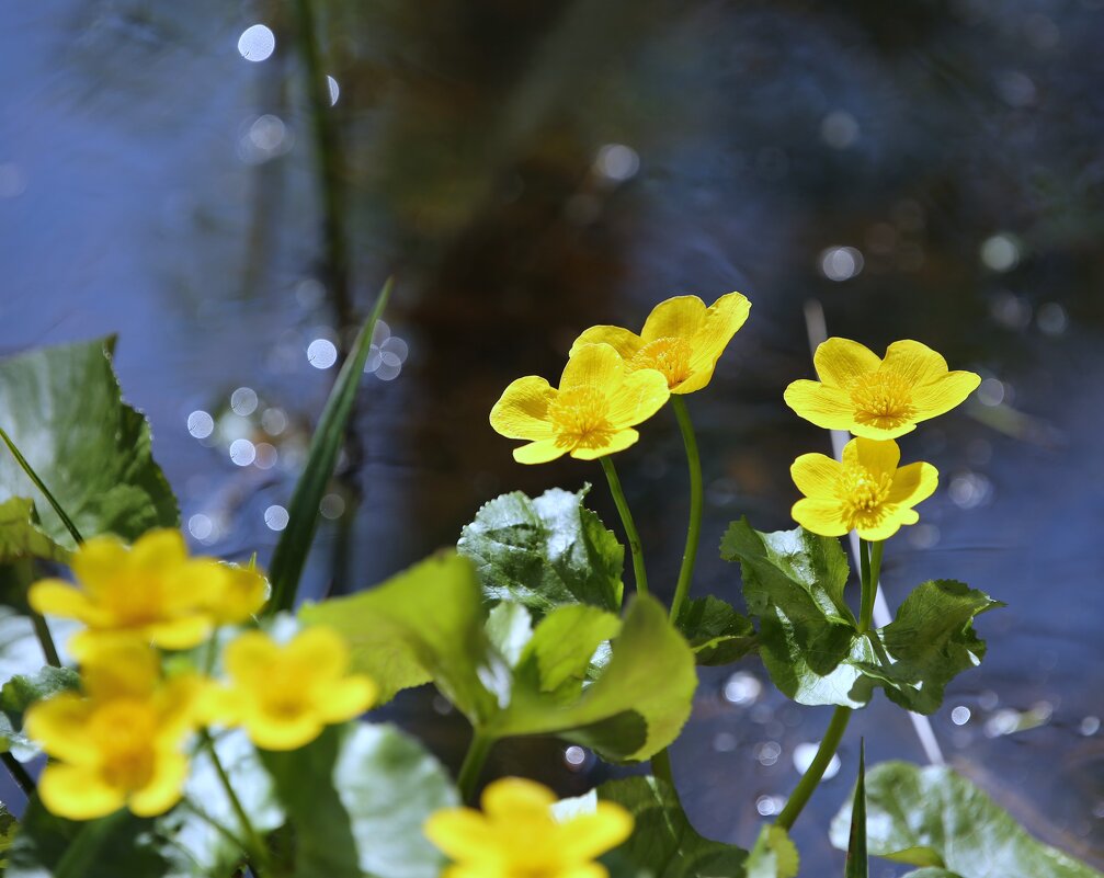 Памяти Матца - liudmila drake