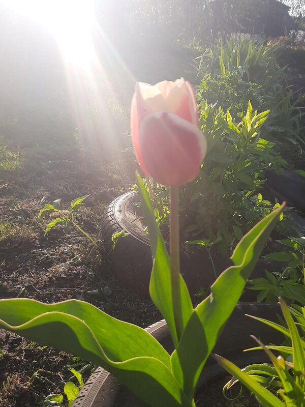 В вечернем солнышке - BoxerMak Mak В вечернем солнышке - BoxerMak Mak