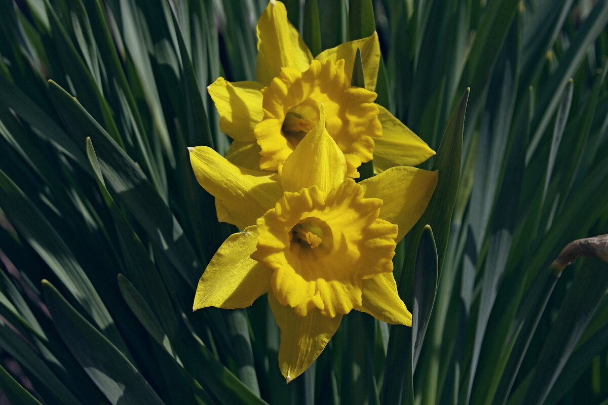 Весенние цветы - Сергей Швечков Весенние цветы - Сергей Швечков