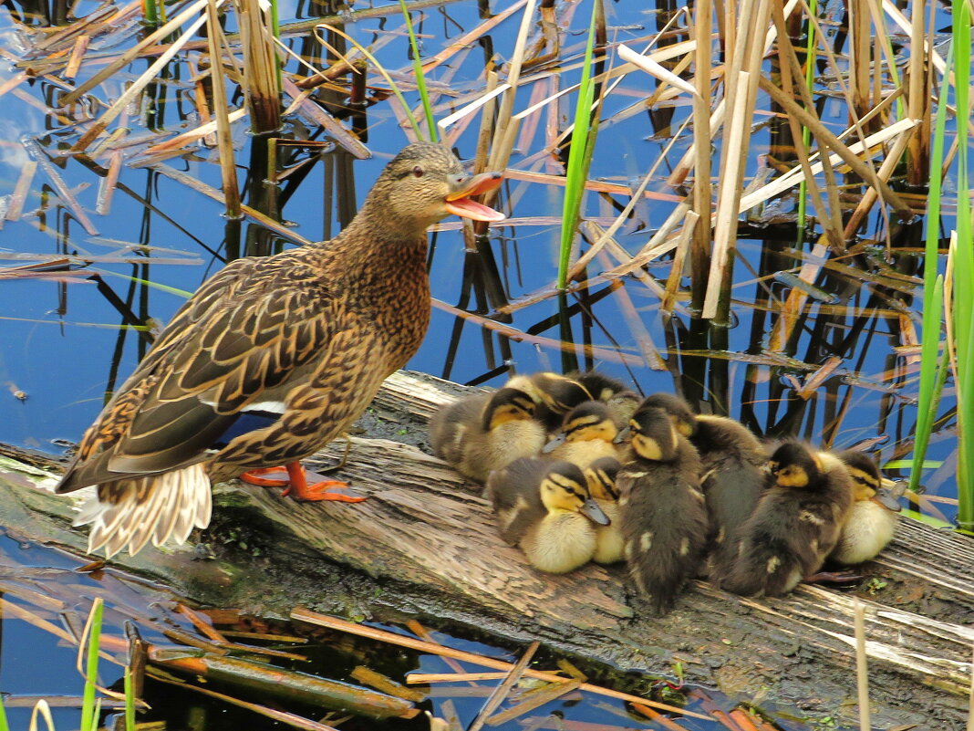 Охраняя спящее потомство - Андрей Снегерёв Охраняя спящее потомство - Андрей Снегерёв