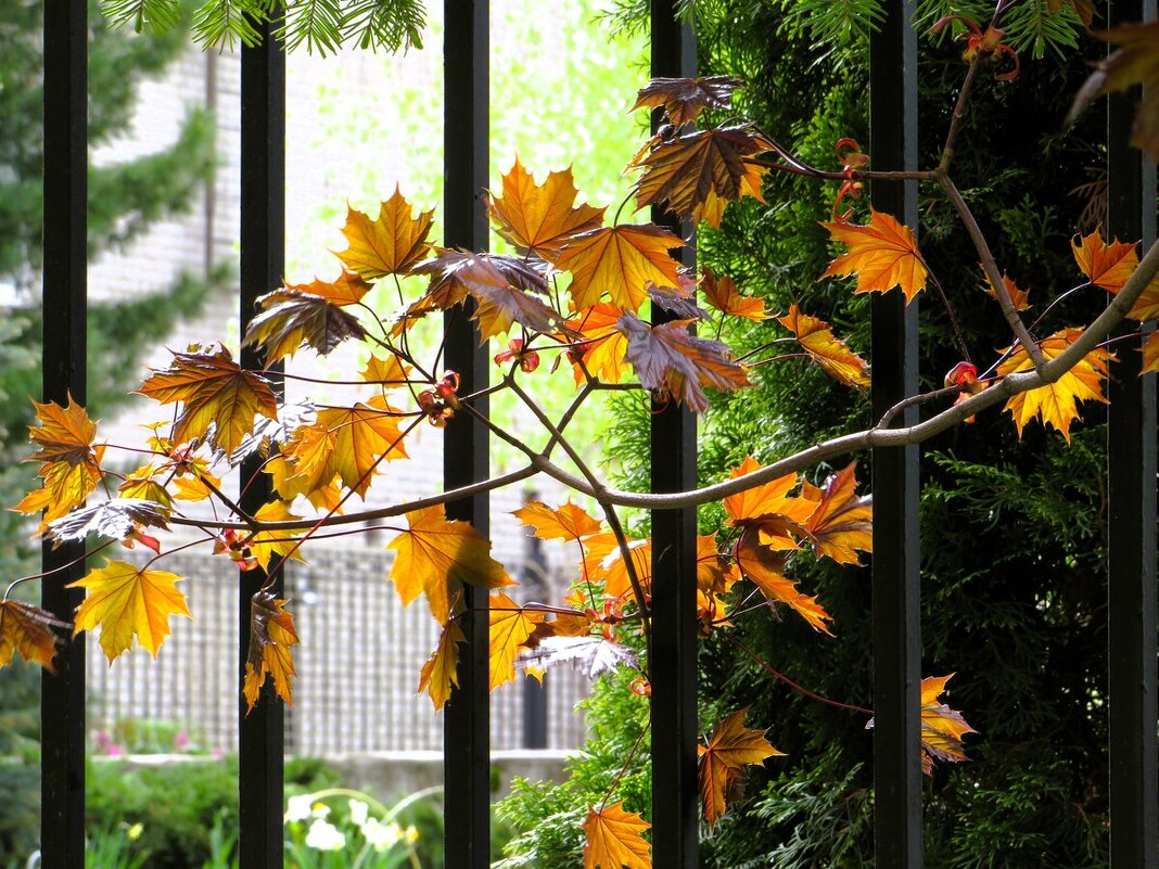 Клен - Лариса С. Клен - Лариса С.