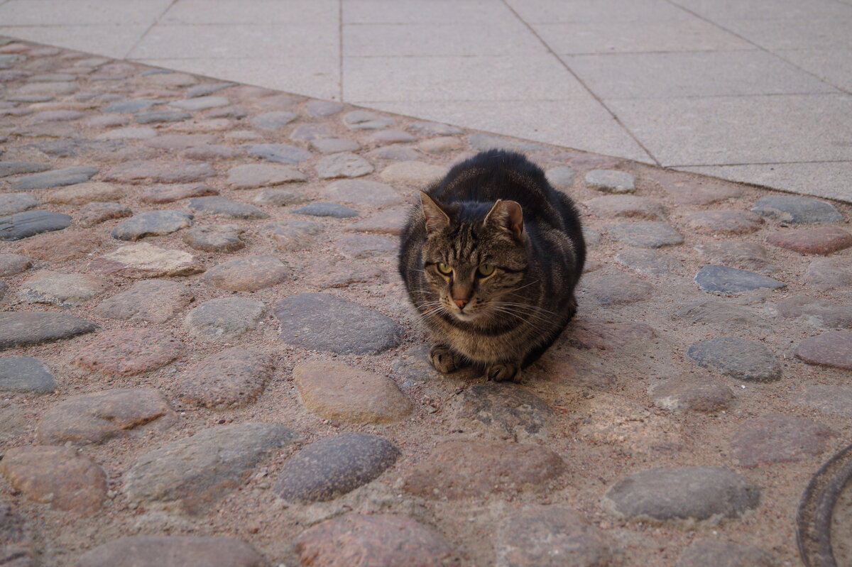 Братья наши меньшие - Anna-Sabina Anna-Sabina Братья наши меньшие - Anna-Sabina Anna-Sabina