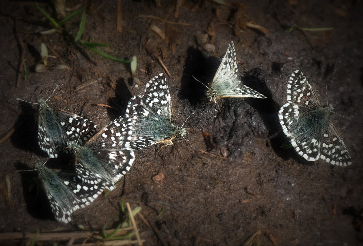 Пикник на тропинке ... - Владимир Шошин Пикник на тропинке ... - Владимир Шошин