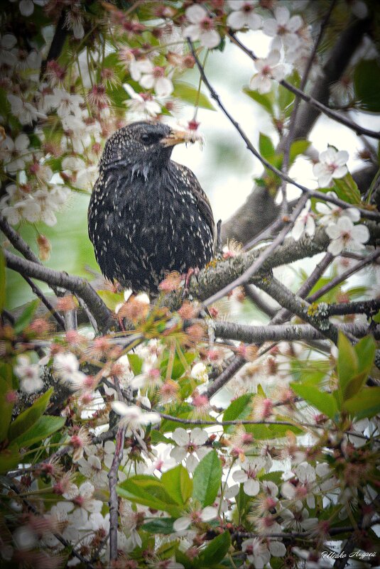 Скворец - Андрей Шейко Скворец - Андрей Шейко