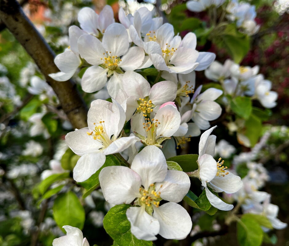 Цветущий май. - Ирина Цветущий май. - Ирина