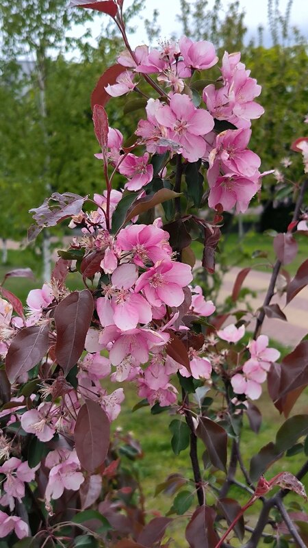 Весеннее цветение. - Ольга 
