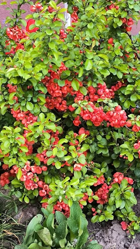 Японская айва. - Ольга Японская айва. - Ольга