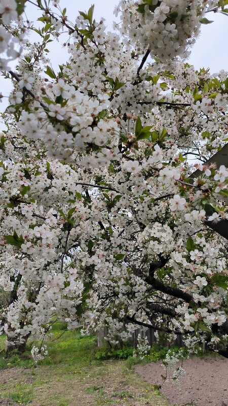 Расцвела под окошком белоснежная вишня! - Ольга Расцвела под окошком белоснежная вишня! - Ольга