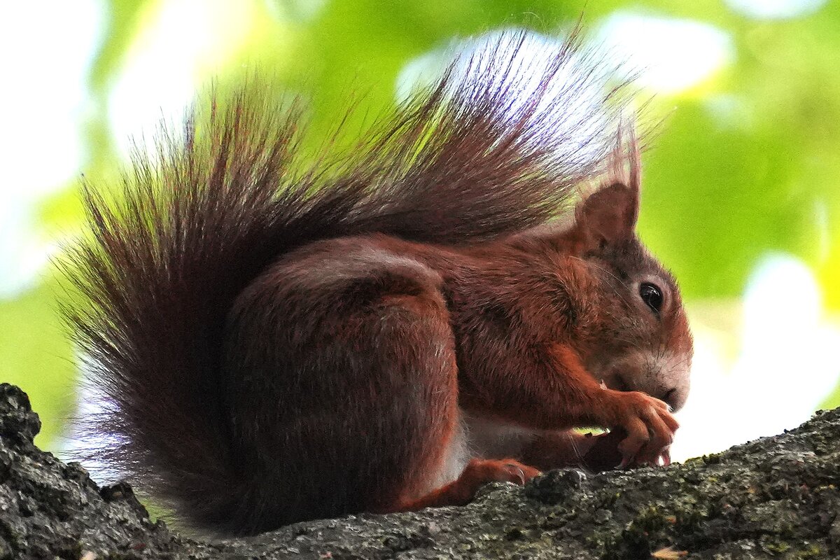 Бедовая белка - Павел Fotoflash911 Никулочкин Бедовая белка - Павел Fotoflash911 Никулочкин