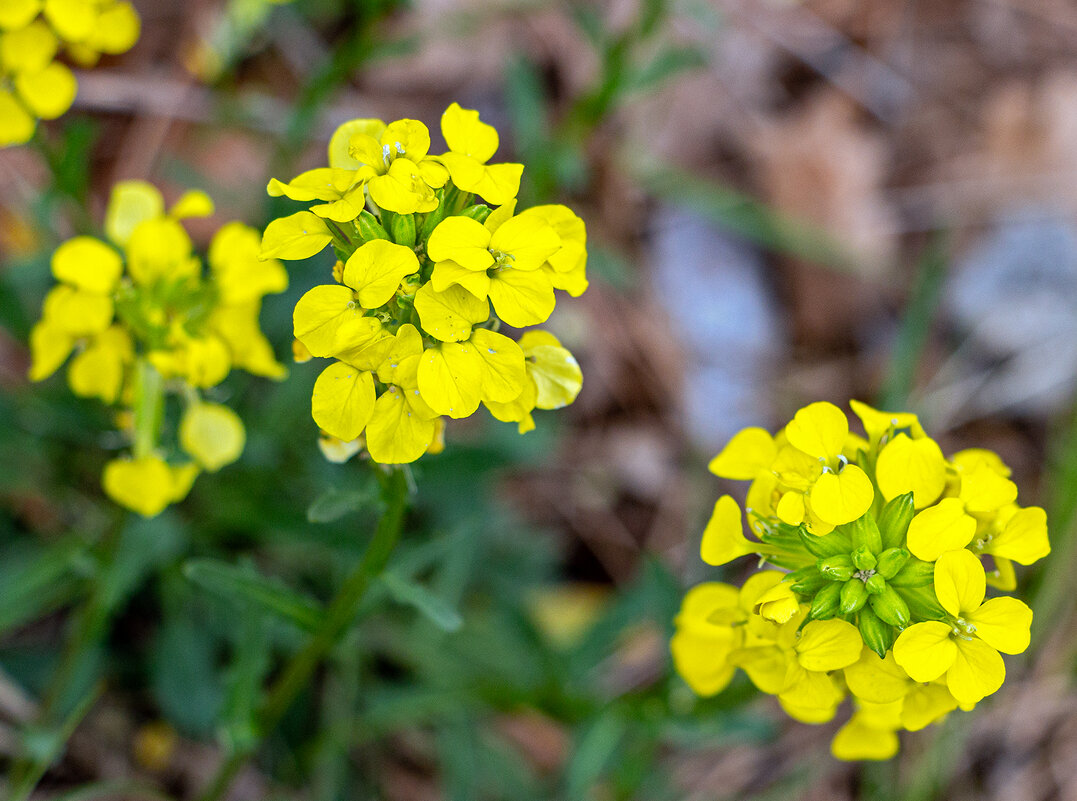 Желтушник душистый - Юрий Яловенко