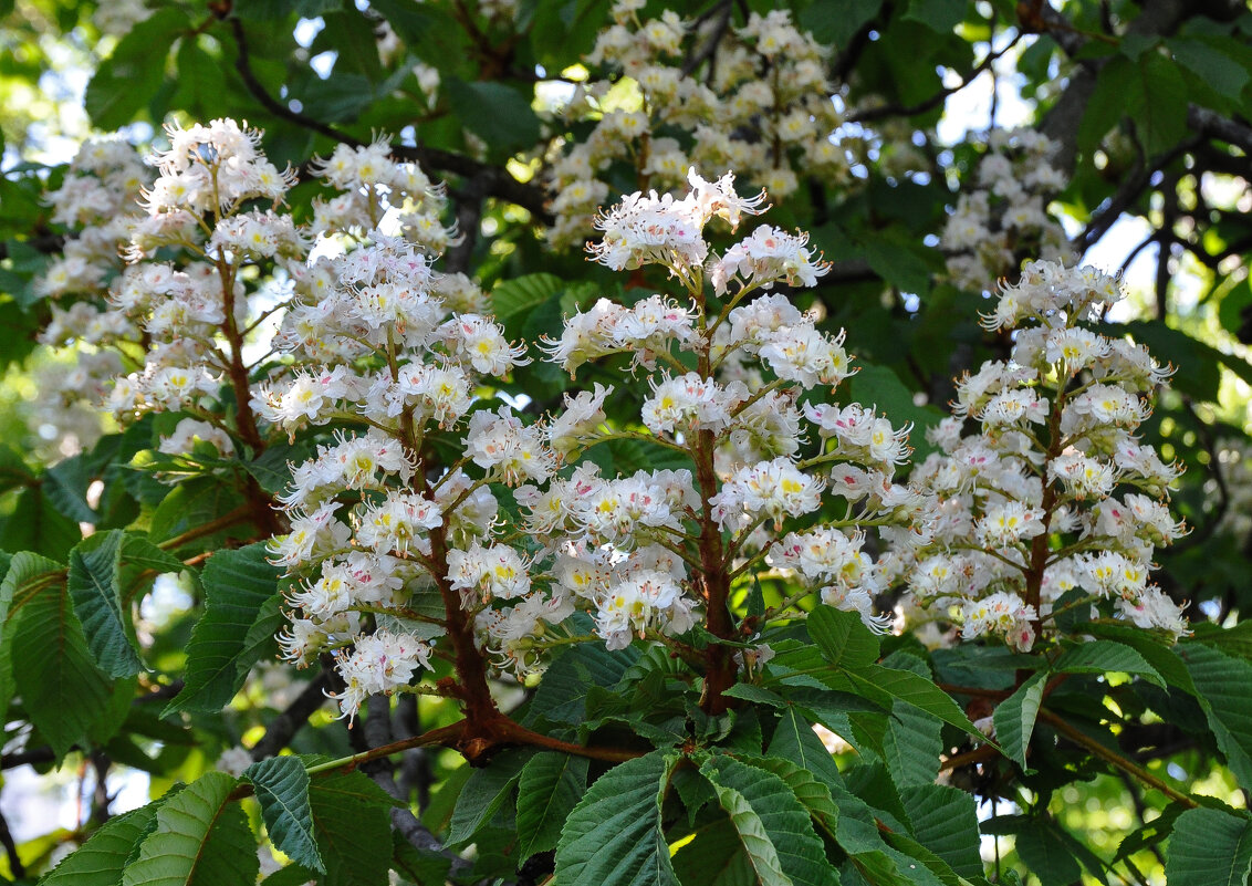 Конский каштан - Татьяна Машошина