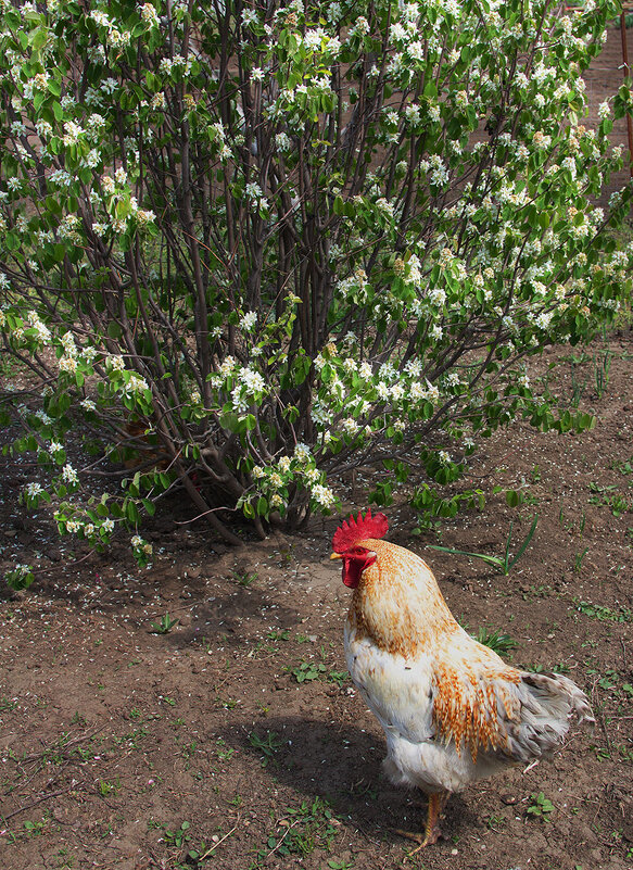 цветёт ирга - Наталья S