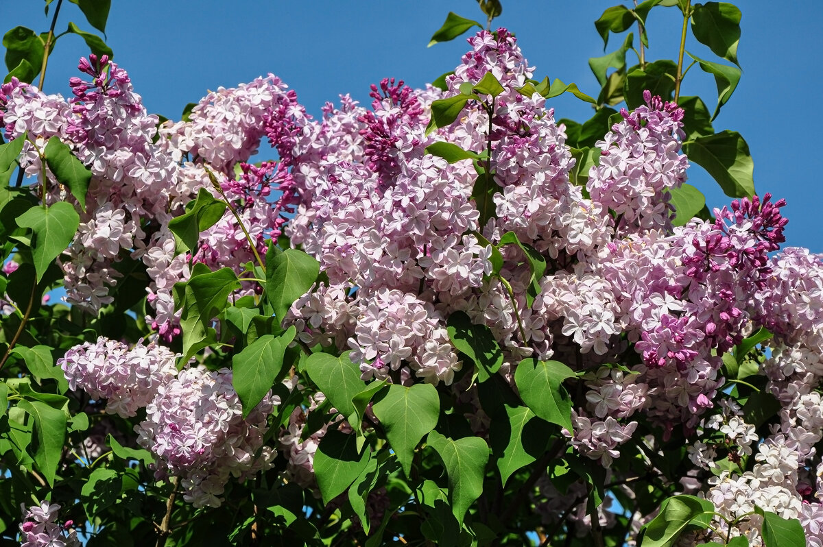 Время сирени - Татьяна Машошина