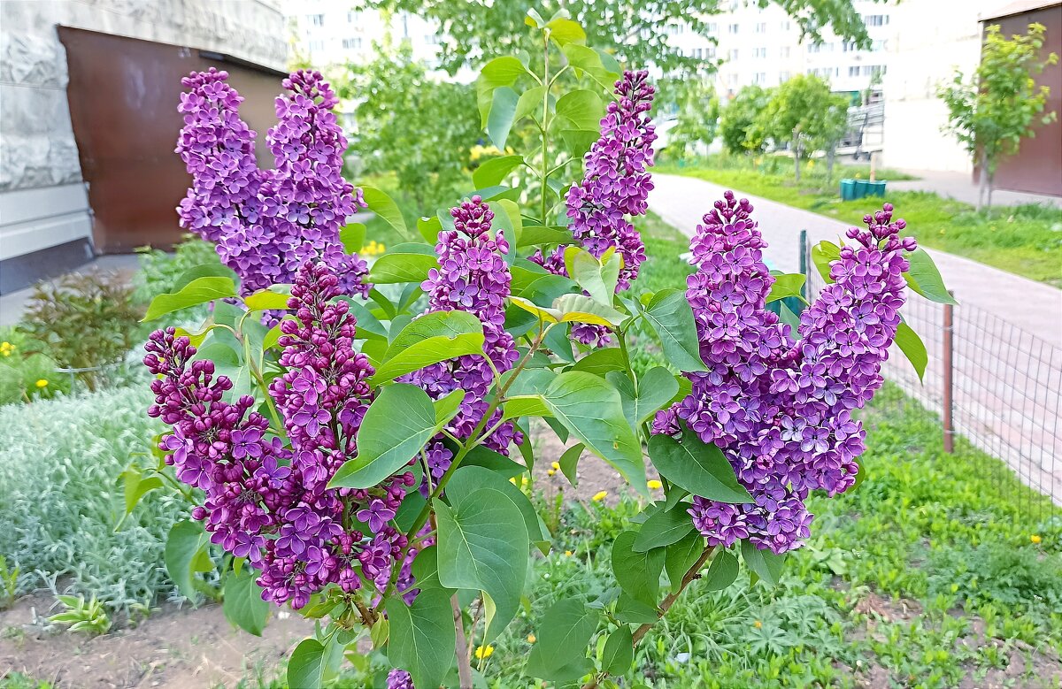 Сирень у дома - Татьяна Тюменка Сирень у дома - Татьяна Тюменка