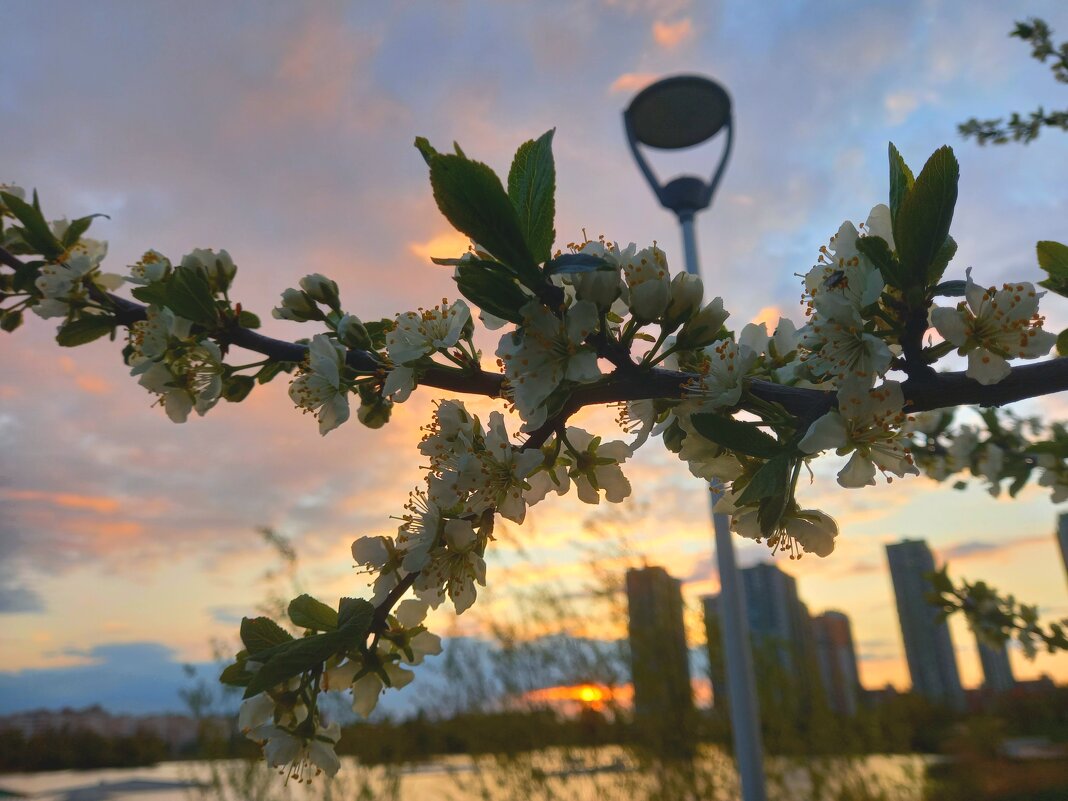 Слива на закате - Сапсан Слива на закате - Сапсан