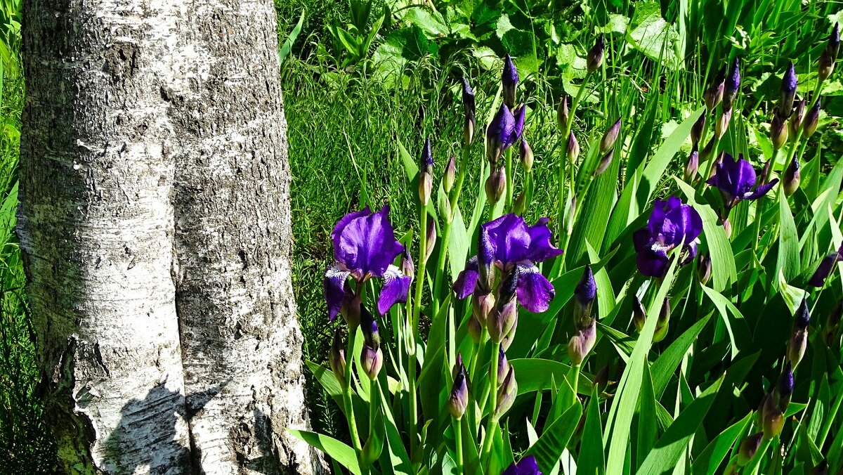 Ирисы у берёзы - Милешкин Владимир Алексеевич 