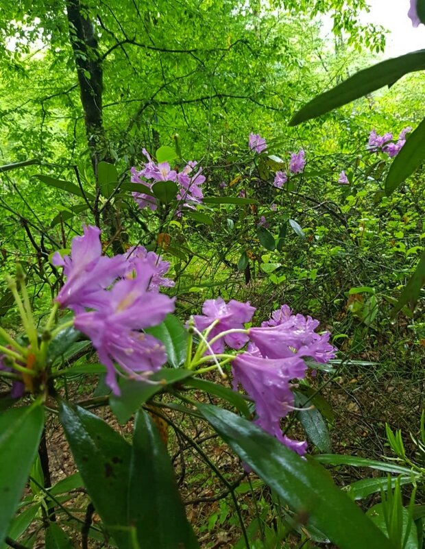 РОДОДЕНДРОН - Tata Wolf