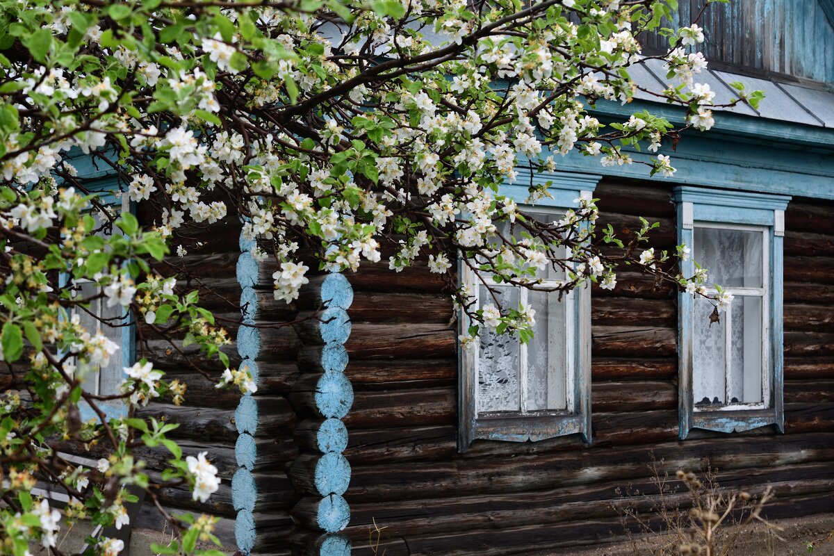 Аза окошком месяц май... - Петр 