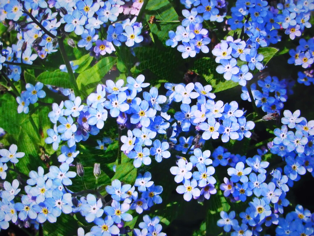 Незабудки - Людмила Смородинская