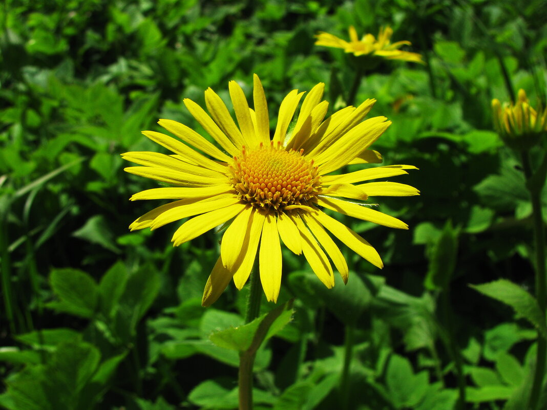 Дороникум зацвёл - Людмила Смородинская Дороникум зацвёл - Людмила Смородинская