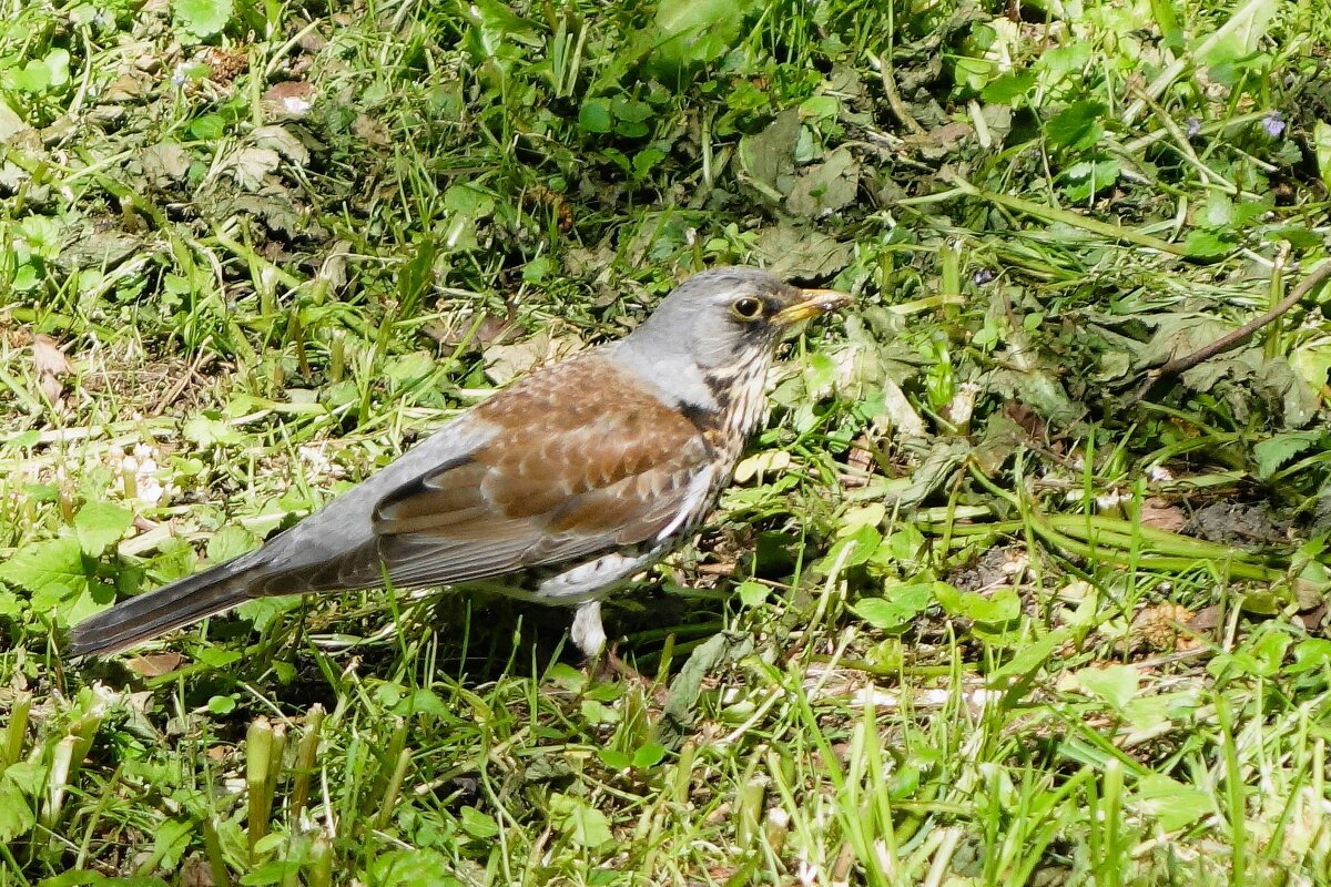 Дрозд рябинник - Рита Симонова