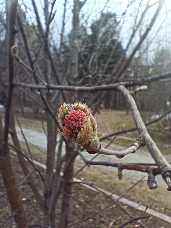 Яблоня в цвету - уже вот- вот - Андрей К Яблоня в цвету - уже вот- вот - Андрей К