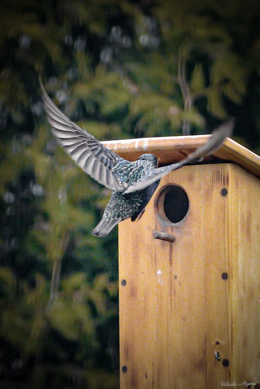Возвращение домой - Андрей Шейко Возвращение домой - Андрей Шейко