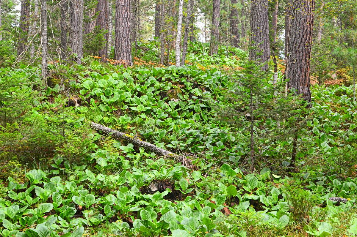 Заросли бадана толстолистного в Прителецкой тайге - Татьяна Лютаева
