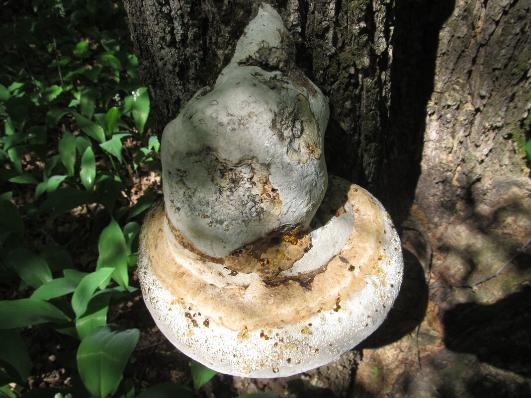 лесное - Елена Шаламова