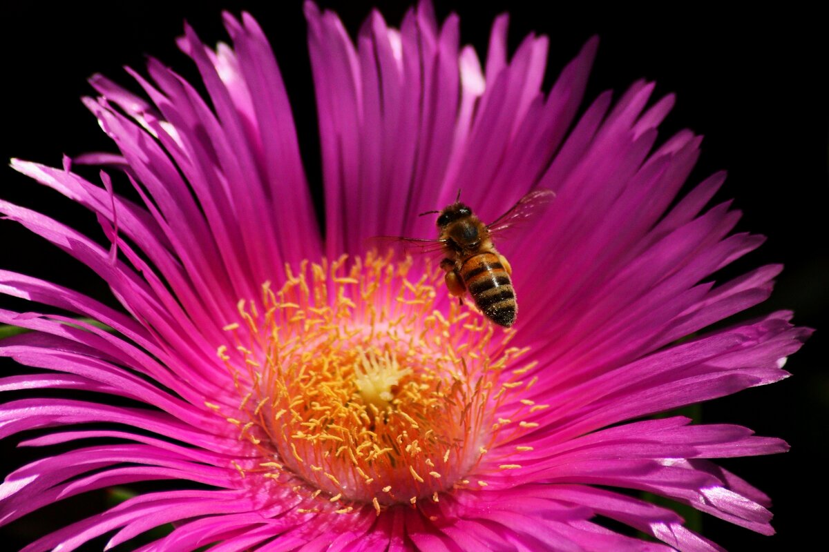 За мёдом - Юрий. Шмаков За мёдом - Юрий. Шмаков