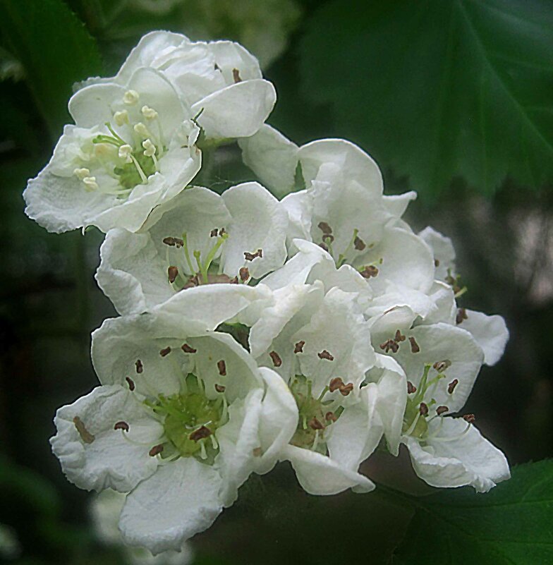 Весеннее - Елена Семигина Весеннее - Елена Семигина