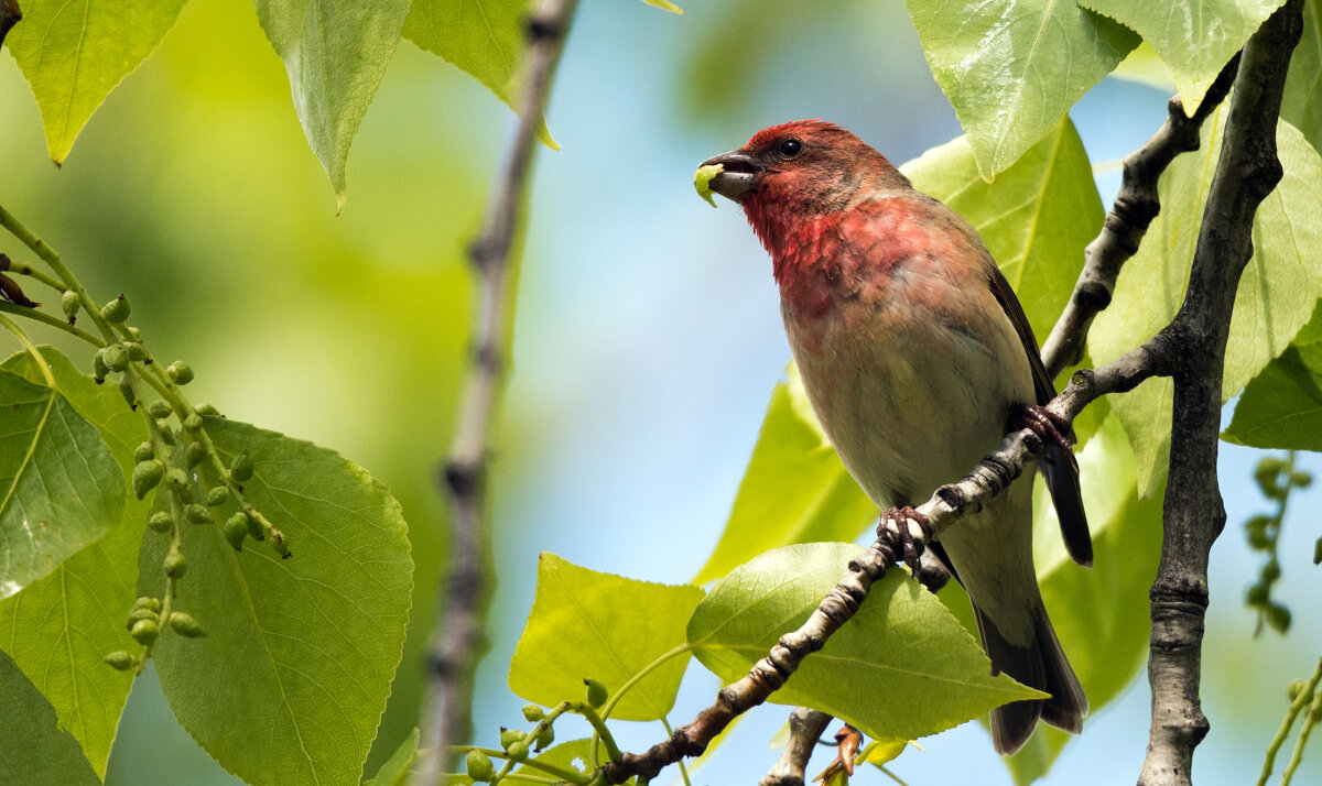 Чечевица с добычей. - Владимир Безбородов Чечевица с добычей. - Владимир Безбородов