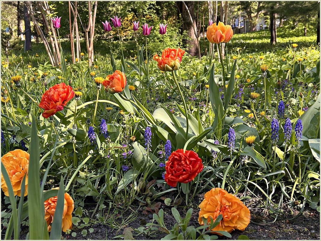Тюльпаны Ландшафтного парка. - Валерия Комова Тюльпаны Ландшафтного парка. - Валерия Комова