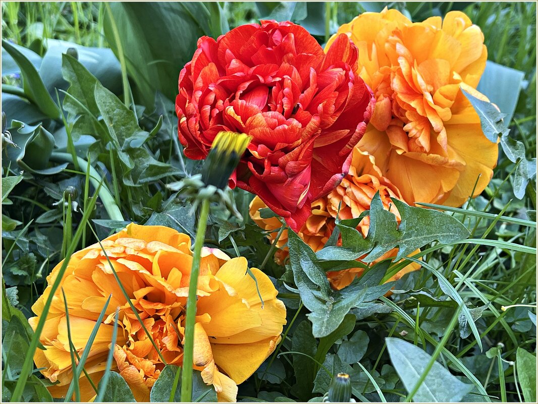 Махрушки. - Валерия Комова Махрушки. - Валерия Комова