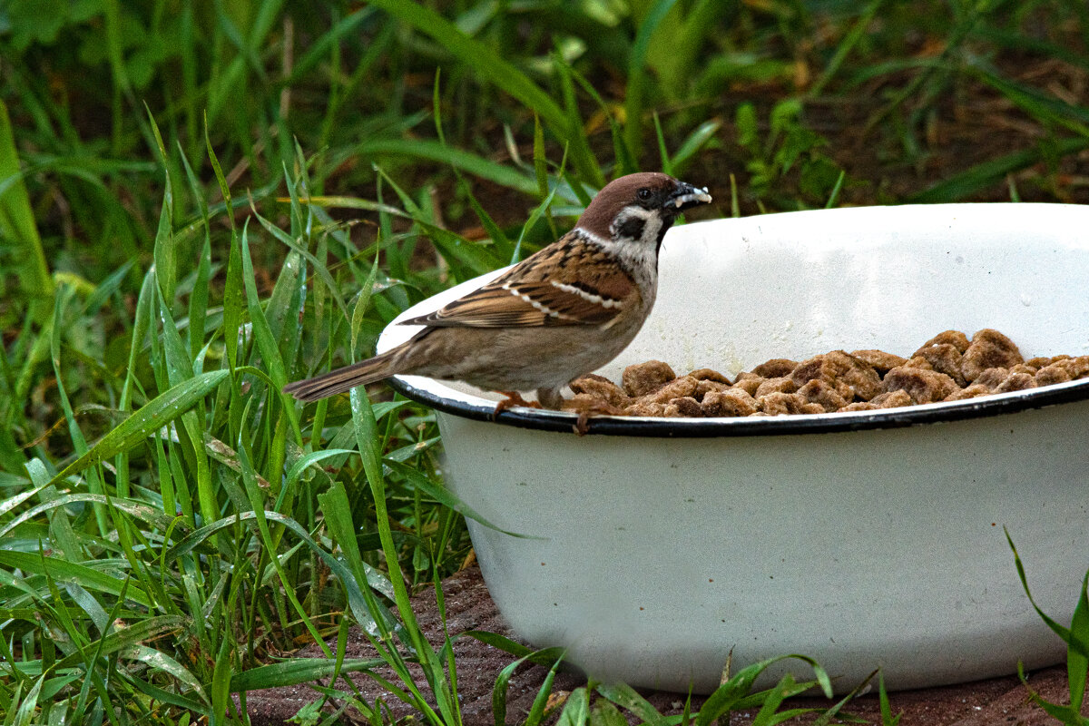 Птичка на завтраке - Nikolai 888